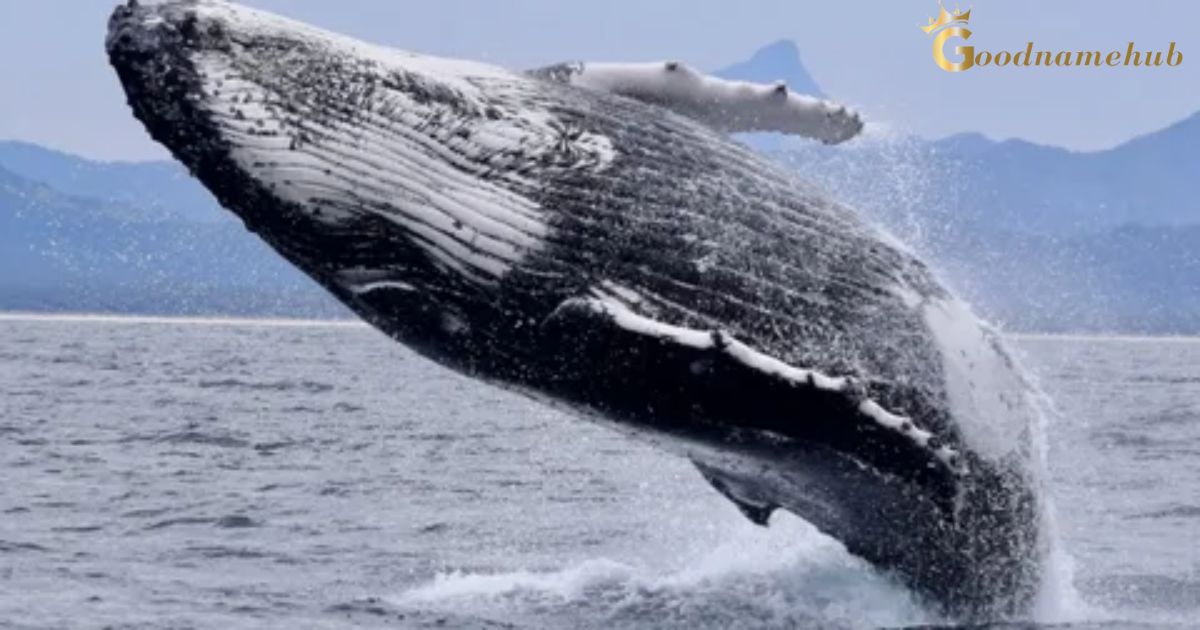 125+ Of The Best Whale Names