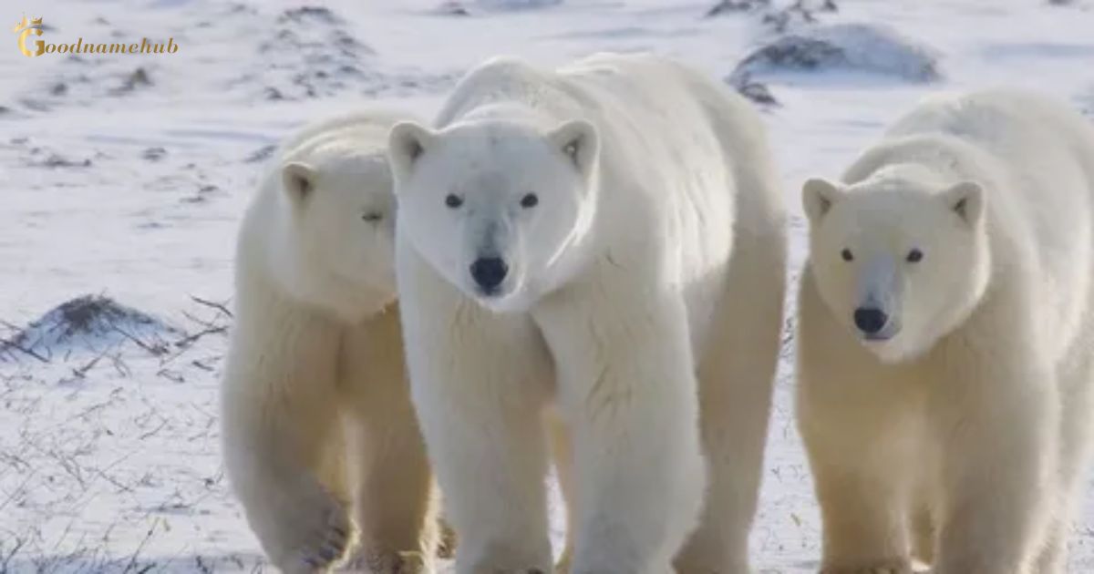 150+ Of The Best Polar Bear Names