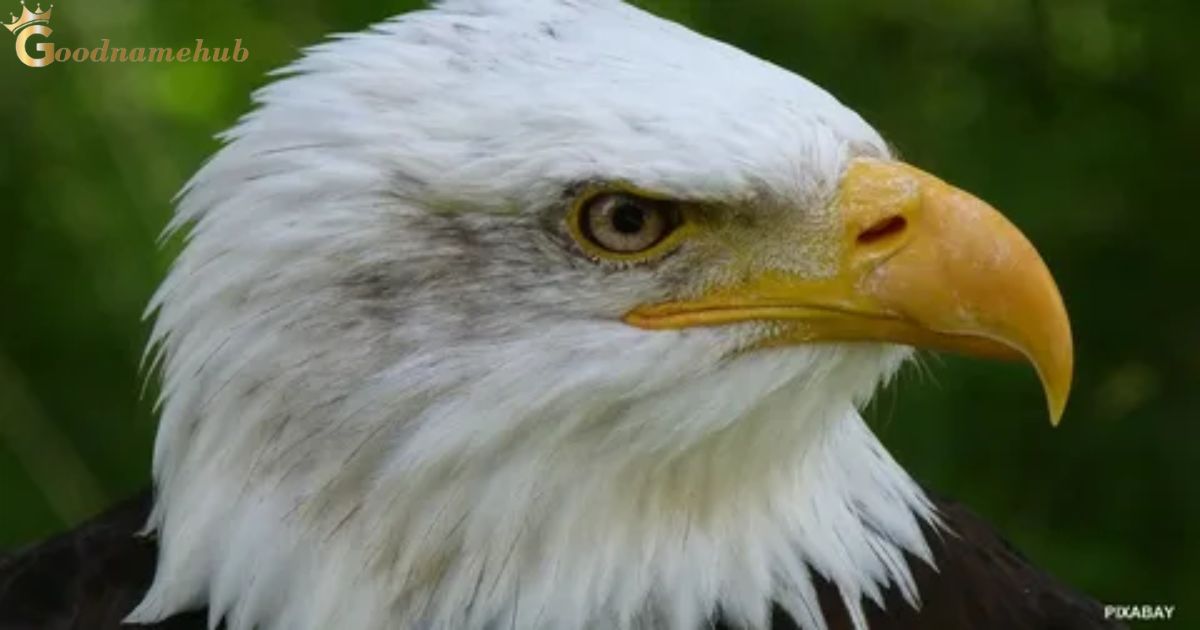 175+ Of The Best Eagle Names