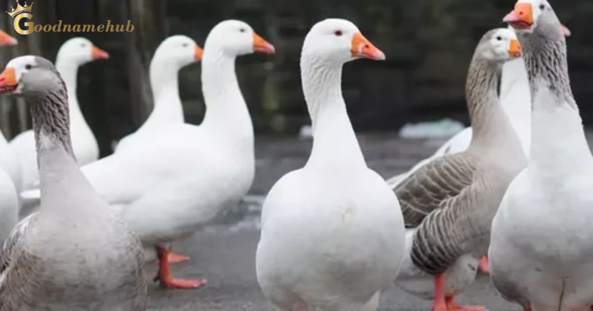 200+ Of The Best Goose Names