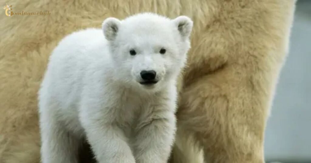 Baby Polar Bear Names 