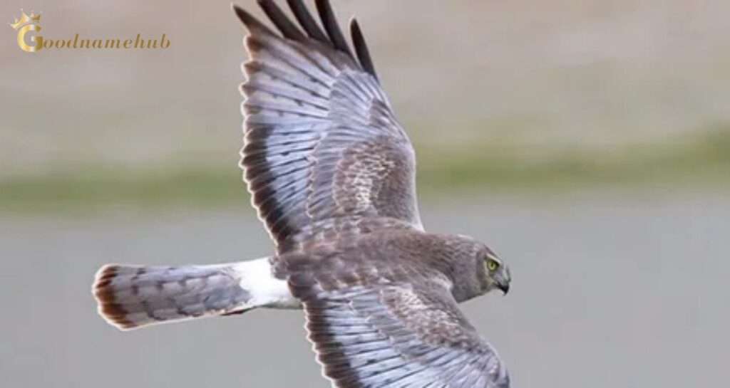 Female Hawk Names With Meanings