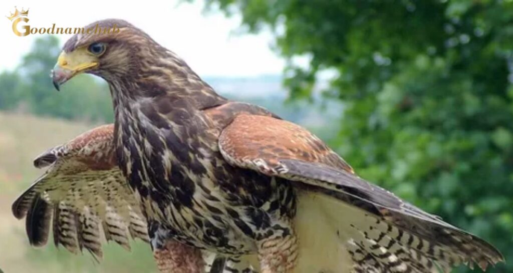 Male Hawk Names And Their Meanings