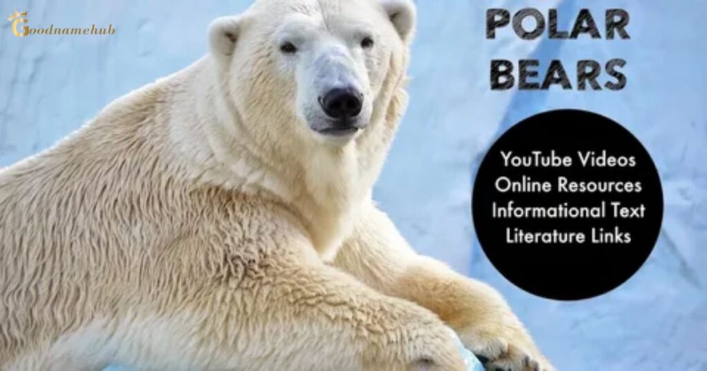 The Best Polar Bear Names Girl