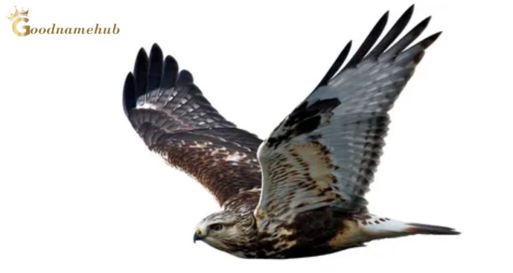 What Do Hawks Symbolize?