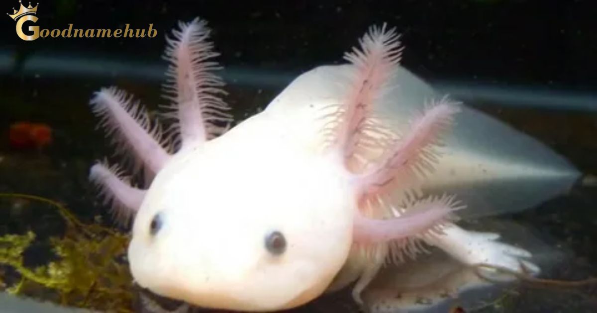 What Are Good Names For Axolotls?