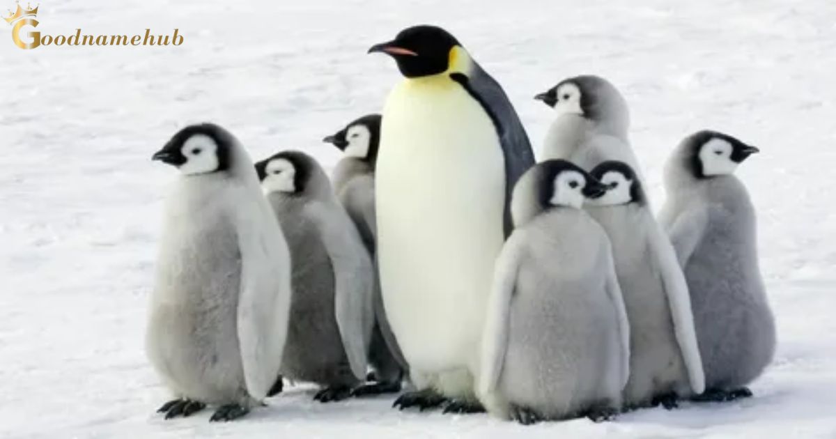 What Are Good Names For Penguins?