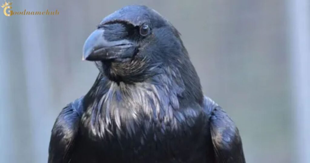 What Are The Names Of Odin's Ravens Male?