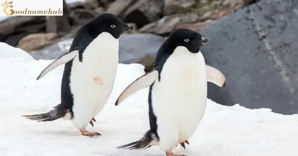What Are The Names Of The God Penguins?