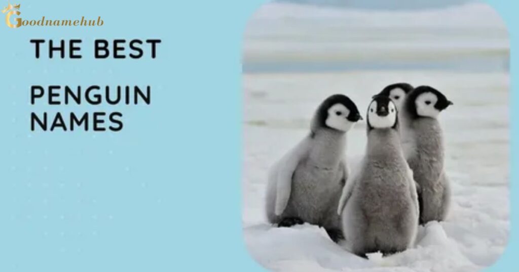 What Is A Cute Name For A Penguin?